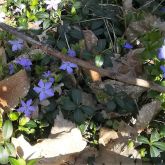 2021 05 JG Corona 11 2021 05 JG Corona 11