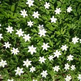 2021 05 JG Corona 12 2021 05 JG Corona 12