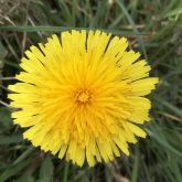 2021 05 JG Corona 13 2021 05 JG Corona 13