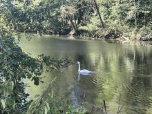 2024 08 25 JU Rhein Revier 08